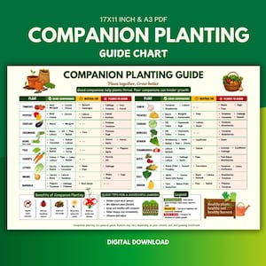 Op de afbeelding: Een digitale gids voor gezelschapsbeplanting, 17x11 inch, met een groen en wit ontwerp. De kaart geeft gezelschapsplanten, te vermijden planten en neutrale planten voor verschillende groenten en kruiden weer. Inclusief tips voor een succesvolle tuin.