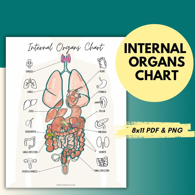 Human Body Organs Chart: Anatomy Educational Print (PDF & PNG) - Etsy