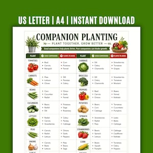 Könnte beinhalten: Ein Gartenratgeber mit dem Titel "Companion Planting" listet kompatible und inkompatible Pflanzenkombinationen auf. Die Tabelle enthält Gemüse wie Tomaten, Karotten und Bohnen. Der Text "US Letter | A4 | Instant Download" befindet sich oben.