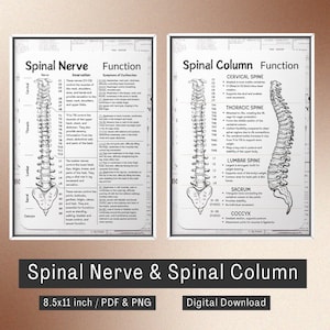 以下が含まれることがあります： 人間の脊柱と神経の白黒の解剖学的イラスト。画像には、脊柱の各セクションと対応する神経の支配に関するラベルが含まれています。テキストには、脊柱の各セクションの機能と、各神経の機能不全の症状に関する情報が含まれています。