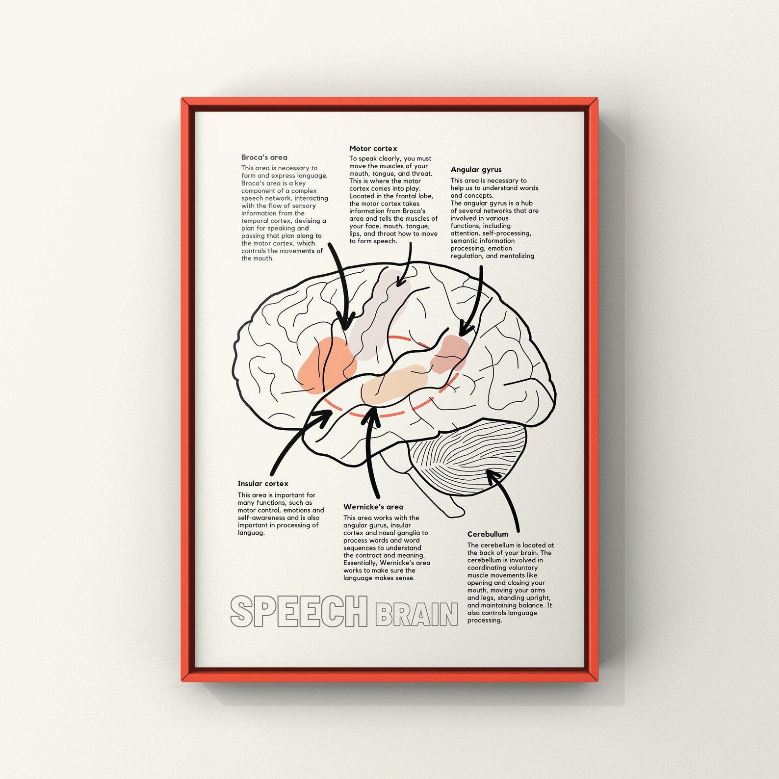 Speech Therapy Poster Brain Anatomy for Language Brain Wall Biology Diagrams