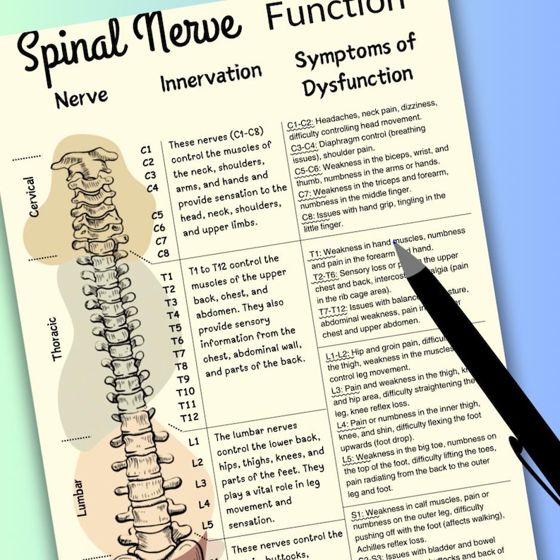 Spinal Nerve Function Chart: Chiropractic Spine Poster (PDF) - Etsy