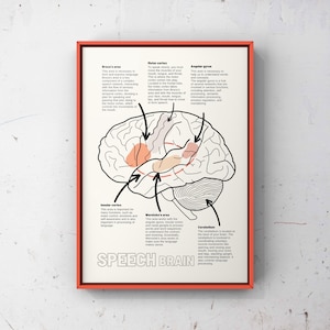 Brain Anatomy Poster: Speech Therapy Office Decor (Digital Files)
