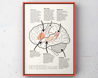 Brain Anatomy Poster: Speech Therapy Office Decor (Digital Files)