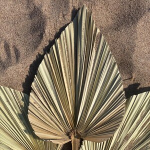 Natural Large Palm Spears | Sun-Dried Palm Fronds | Beach Wedding Decor | Boho Accent | Preserved Palm Leaf | Fall Decoration | Eco Decor