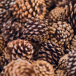 Natural pinecones, Large pinecones, Giant pinecones, diy crafts tools, Sustainable raw materials, Christmas decorating, Christmas tree decor