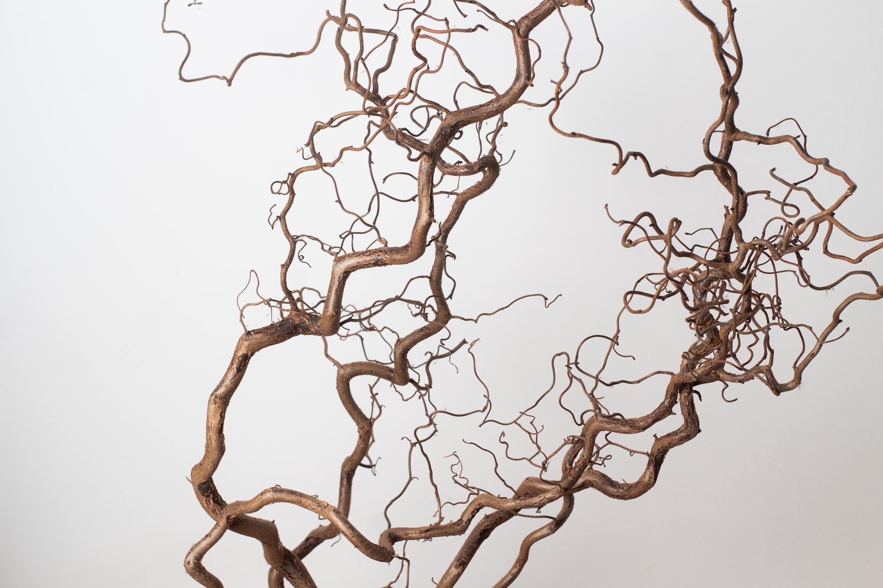 Natürlich gedrehte Haselnusszweige | 89 cm lange, gekräuselte Haselnusszweige | Dekorative Trockenzweige für die Bodenvase