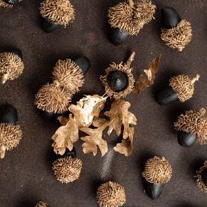 Christmas tree ornaments, Natural acorn toys, Natural burr oak acorns, Hanging ornaments, Organic toys, Christmas tree decor, Natural decor