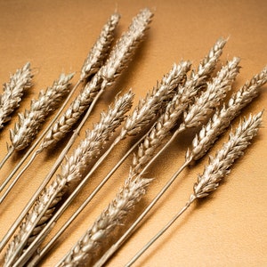 Tallos de trigo dorados, Tallos de trigo seco, Trigo natural, Decoración navideña dorada, Ramo de Navidad de flores secas, Arreglos florales secos, DIY