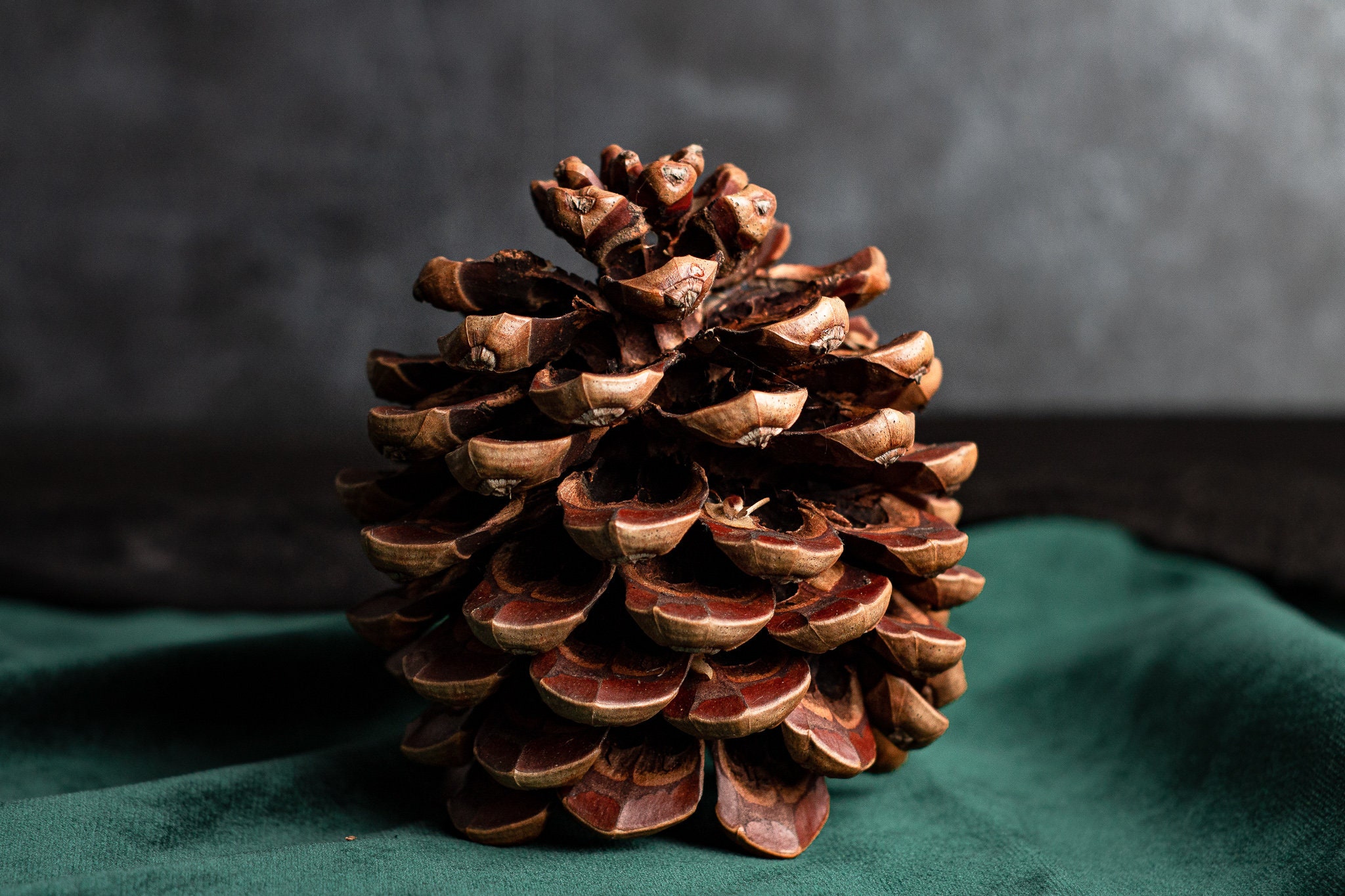 Pommes De Pin Naturelles XXL - Lot De 2 (20 à 38 Cm) - Pour Décorations Noël, Automne & Travaux Manuels - Naturel Et Rustique - 7