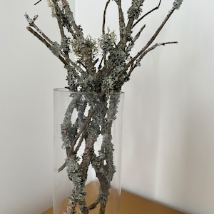 Natural dried wood branches with moss, wood branches, unique wood branches, moss branches, mossy branches,