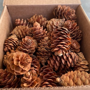Mini piñas, caja de 90 mini piñas, piñas para suministros de manualidades, relleno de cuencos, manualidades DIY, confeti de mesa de Navidad