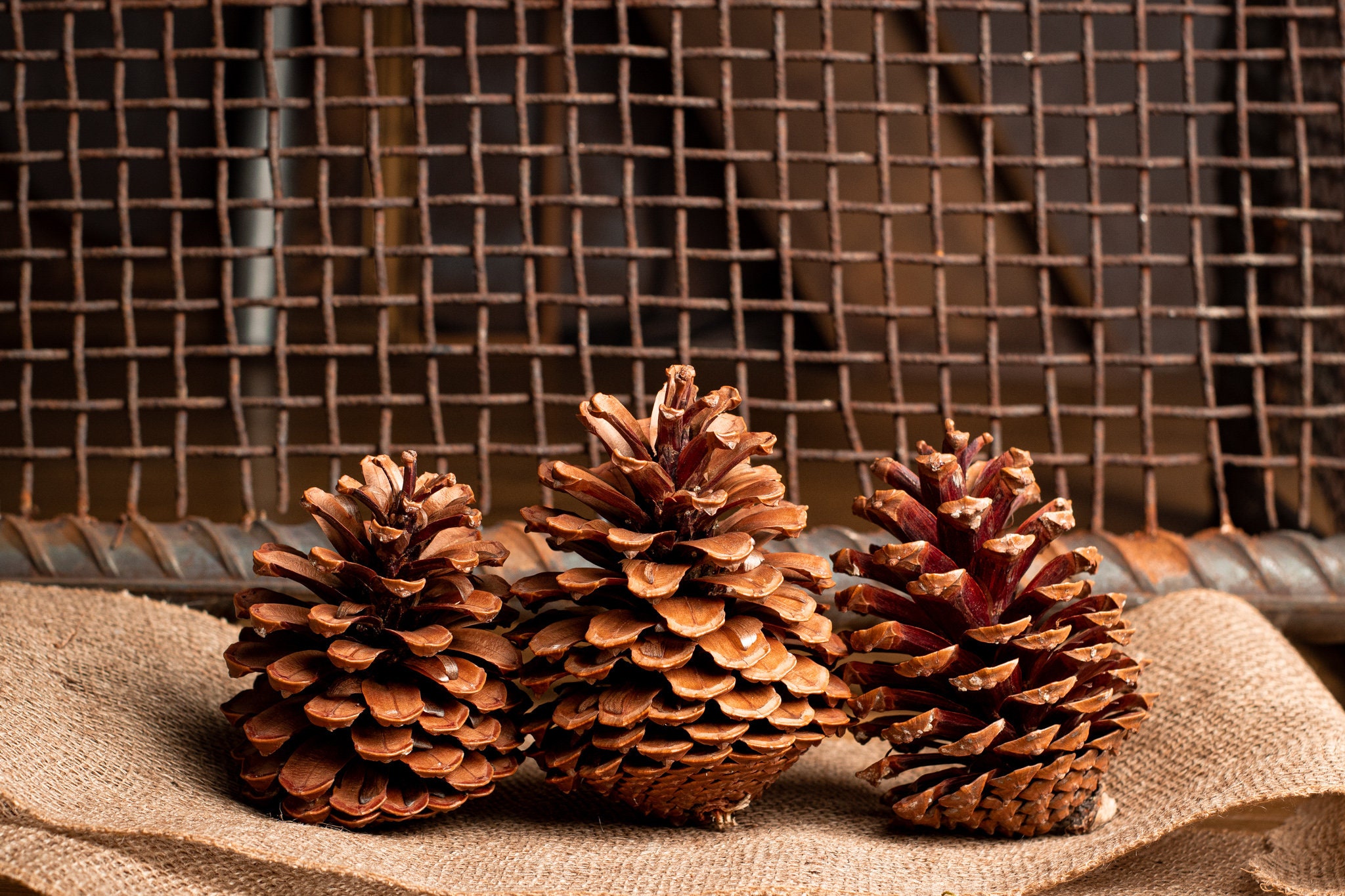 4 Natural Jumbo Pine Cone Pick - Orman Inc.