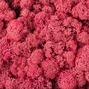 Natural reindeer moss, Preserved flower moss, Organic dried moss, Pink moss, Green moss