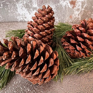 Giant jumbo pine cones, Eco home decor, Large pinecone, Organic pinecones, craft supplies, diy tools, Natural table display, Christmas decor
