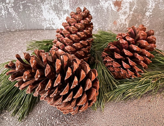 Giant Jumbo Pine Cones, Eco Home Decor, Large Pinecone, Organic Pinecones,  Craft Supplies, Diy Tools, Natural Table Display, Christmas Decor 
