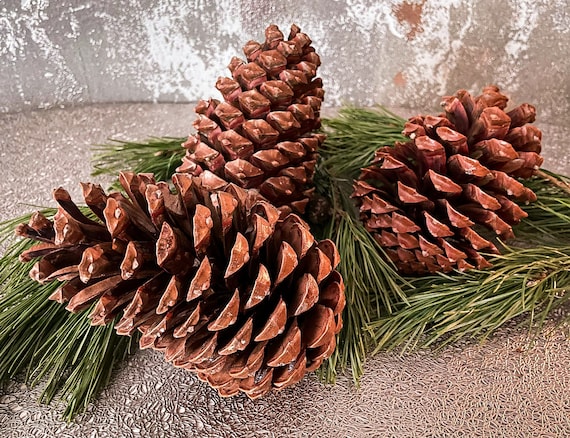 Giant Jumbo Pine Cones, Eco Home Decor, Large Pinecone, Organic