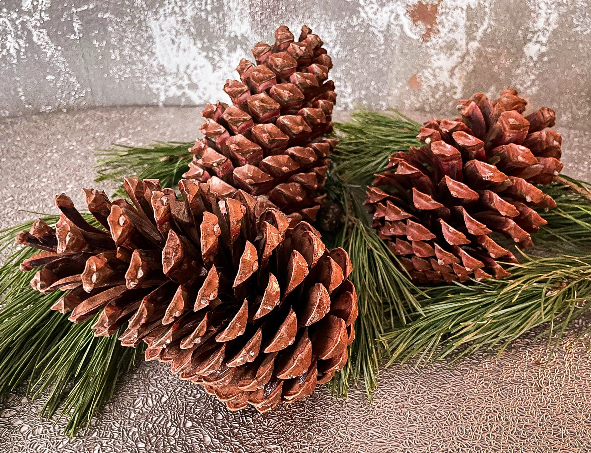 Giant Jumbo Pine Cones Eco Home Decor Large Pinecone Organic