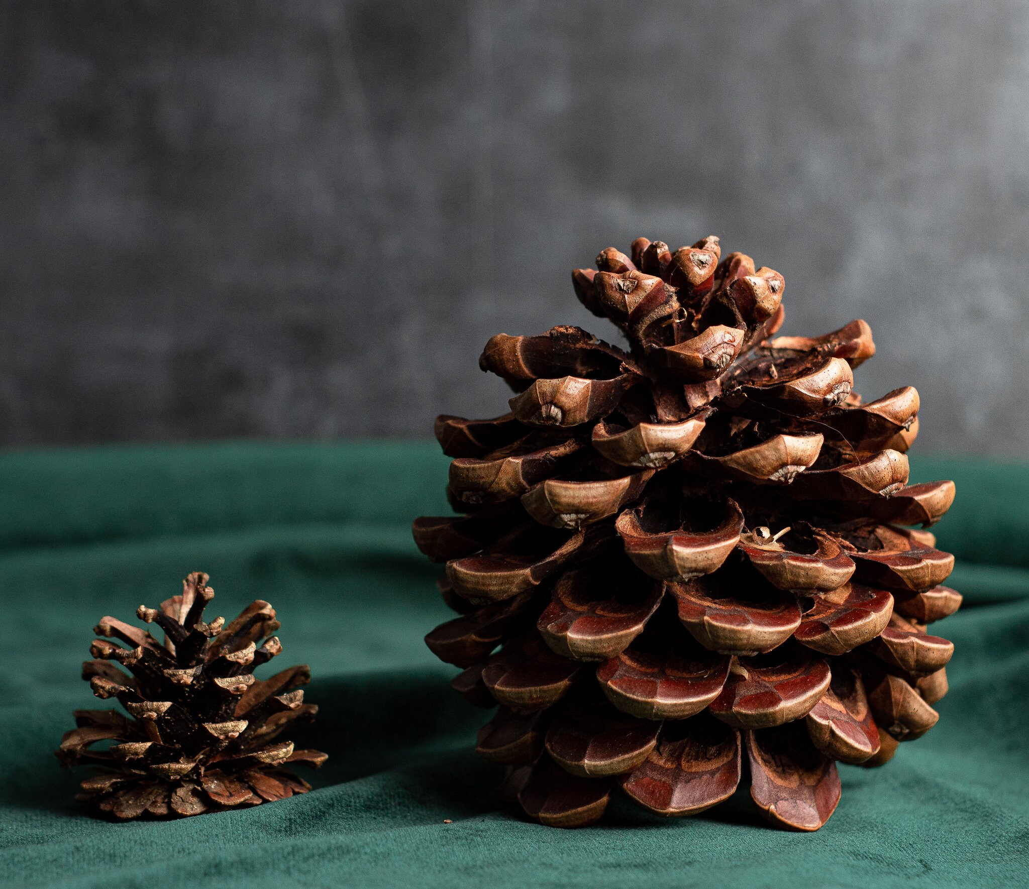 Giant Jumbo Pinecones Large Pine Cones Craft Supplies Diy Etsy