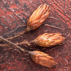 Set of 3 preserved protea flower, protea stems , preserved protea, dried flowers