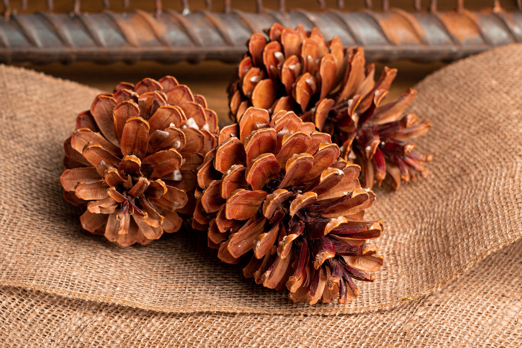Giant Jumbo Pine Cones, Eco Home Decor, Large Pinecone, Organic