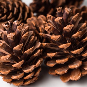 Set of 5 large cedar pine cone, Natural rustic craft supply, Christmas pinecones, Giant jumbo pine cones, Extra large pine cones, Wood decor