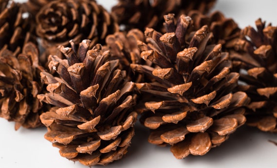 大きな杉の松ぼっくり5個セット、ナチュラルで素朴なクラフト用品