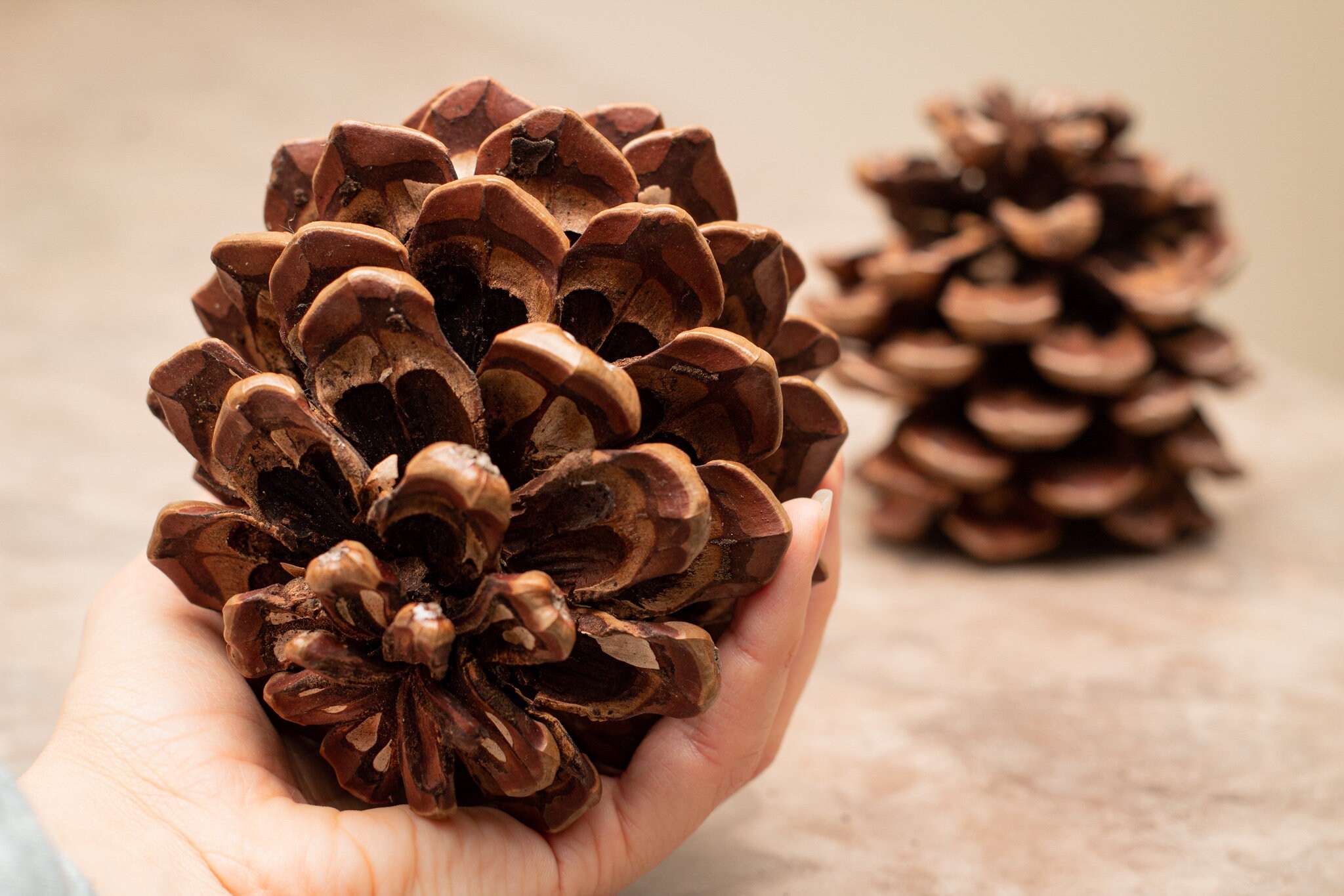 Giant Jumbo Pinecones Large Pine Cones Craft Supplies Diy Etsy