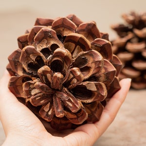 Set of 2 giant jumbo pinecones, Large pine cones, Craft supplies, Diy tools, Handmade home decorating ornaments, Christmas decor, House gift