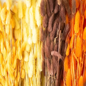 Natural Bunny Tail Stems | Multicolour Bunny Tail Bunch | Dried Flower Bouquet | Natural Bunny Tails for Decorating | Colourful Cut Flowers