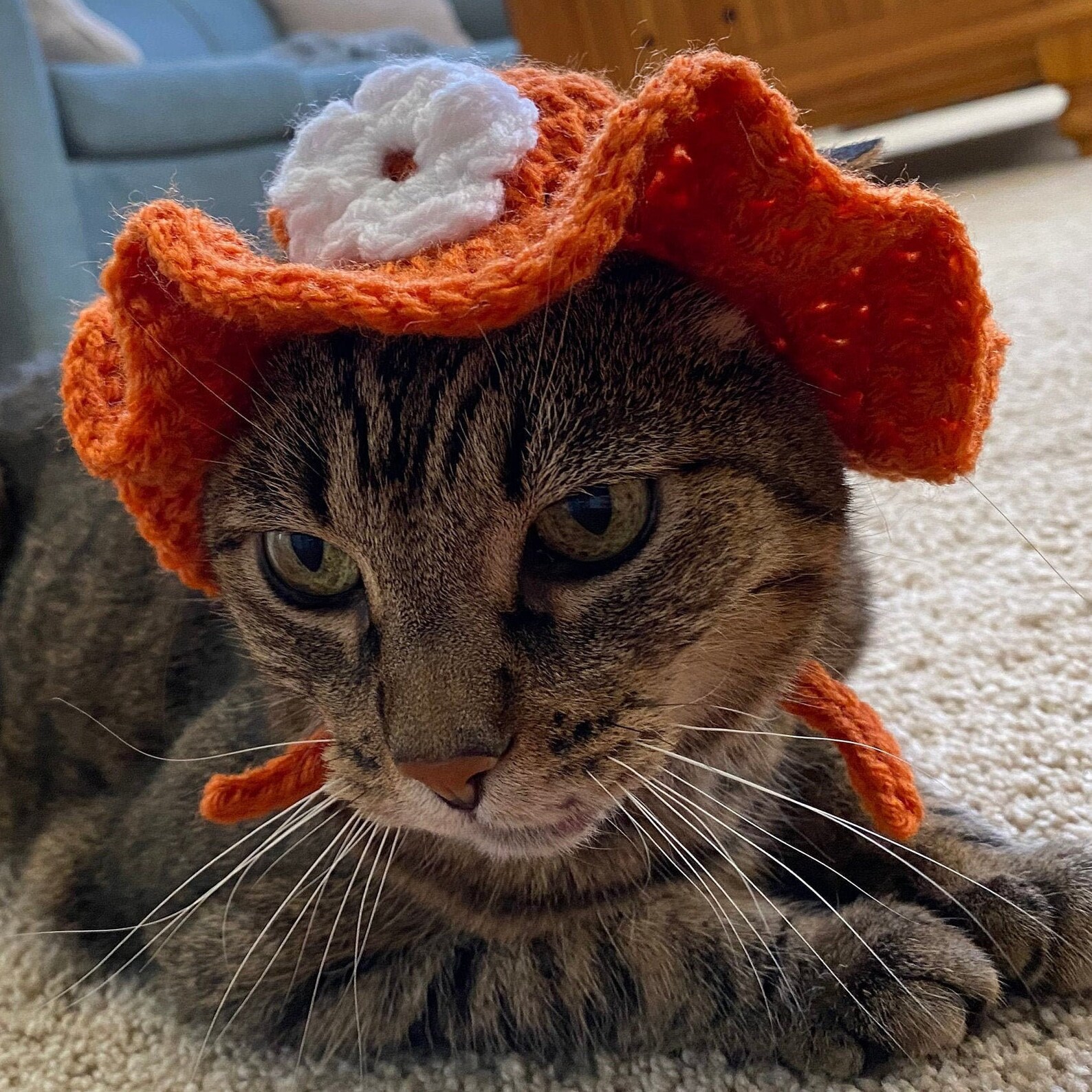 Sun Hat for a Cat cat costume gift for cat | Etsy