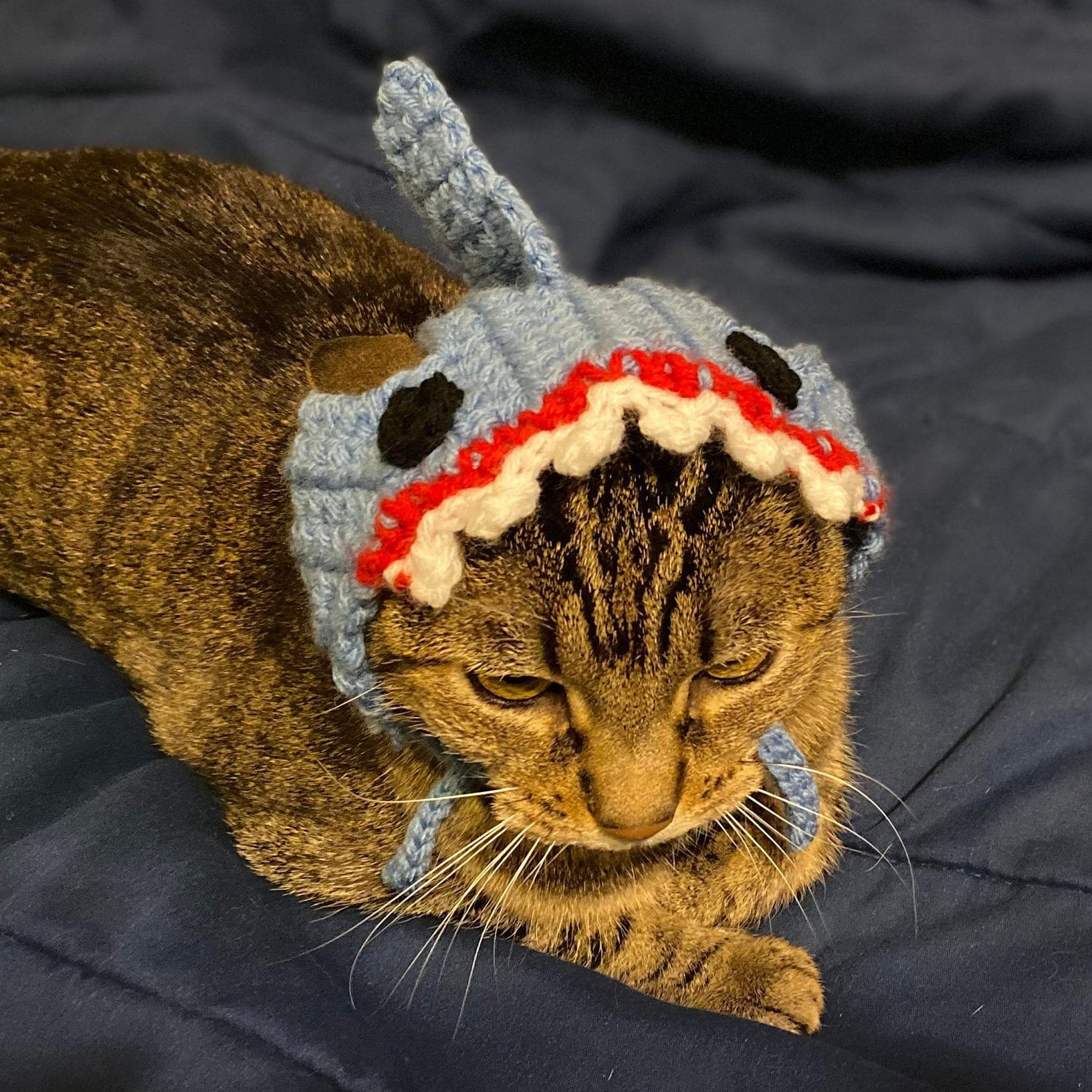 Shark Hat for a Cat cat accessories costume for cats Etsy