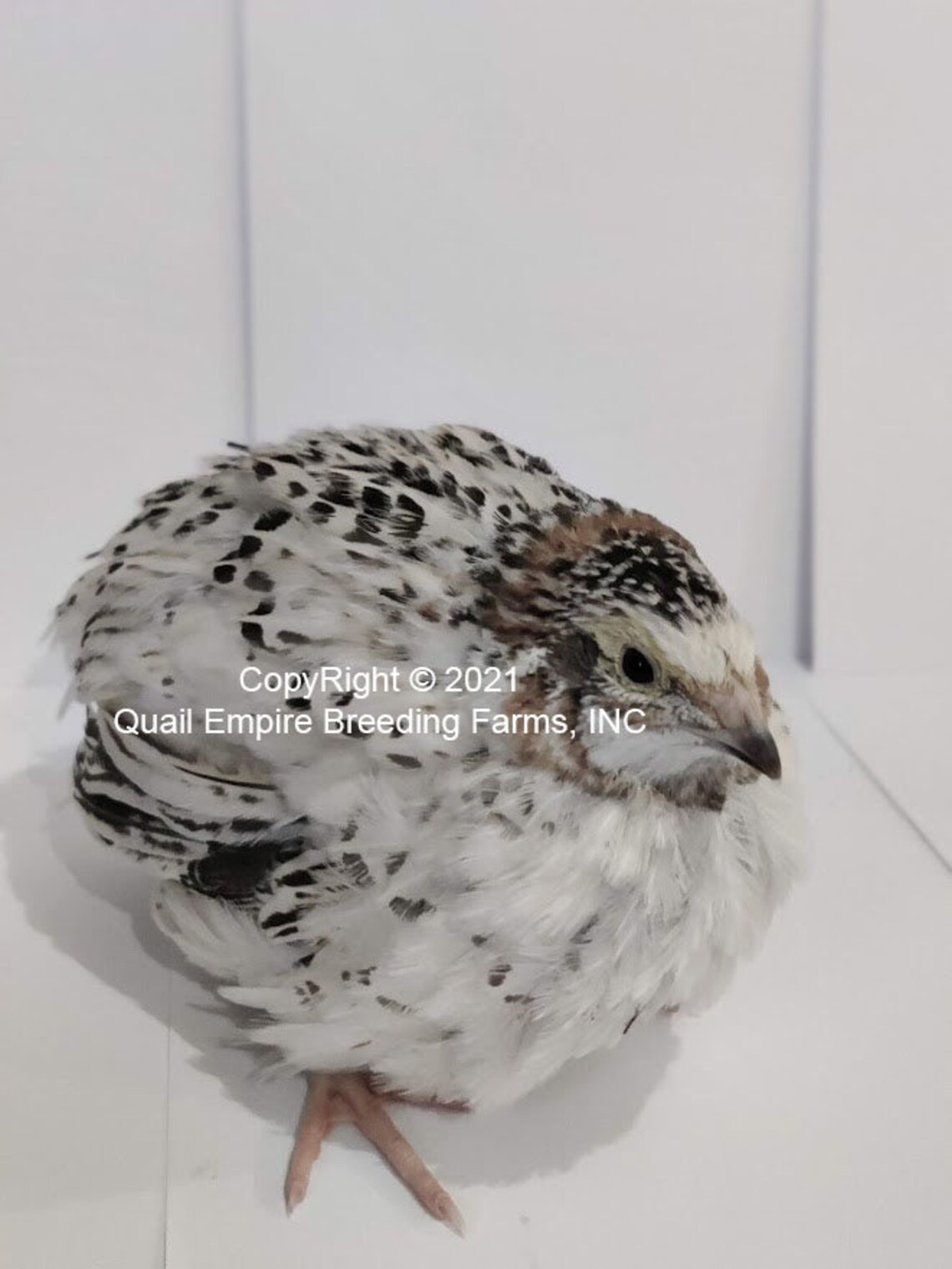 25 Pearl Quail Hatching Eggs Etsy