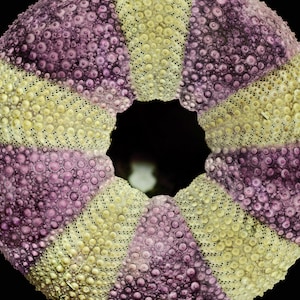 Sea urchin - very large aluminum print