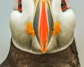 パフィンの顔 - Etsy 日本