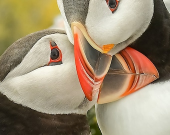 油絵　専用　お困り顔のいやし鳥パフィン 困り顔”に癒やされる！ 海鳥・パフィンの愛らしさが詰まった写真