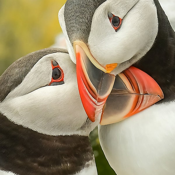 Puffin Lovers