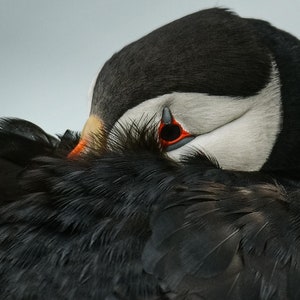 Puffin at Rest