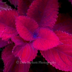 Painted Red Coleus Plant