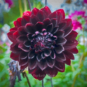 Painted Burgundy Dahlia Flower