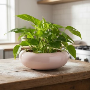 May include: A lush green houseplant with large leaves in a pale pink ceramic pot. The pot is on a rustic wooden table. The kitchen background includes a window, cooker, and white tiles.