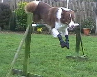 dog boots uk
