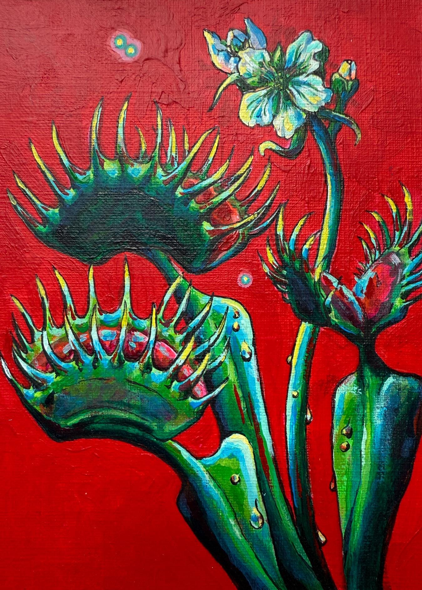 Venus Fly Trap - 5