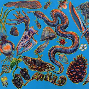 Può includere: Illustrazione su sfondo blu con vari elementi naturali. Un serpente, un fungo e insetti sono raffigurati accanto a un coltello, un teschio e una pigna. L'opera è firmata in basso a destra.