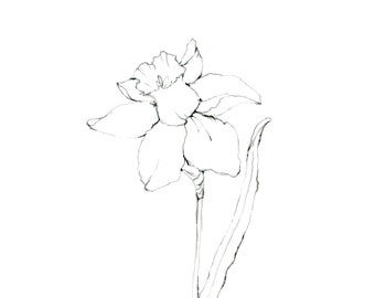 Daffodil (Print)