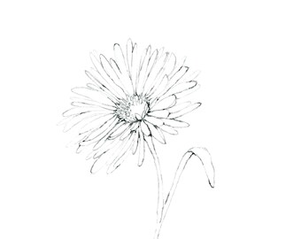 Aster (Print)