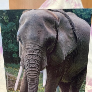 Cartão de aniversário selvagem e punny: elefante