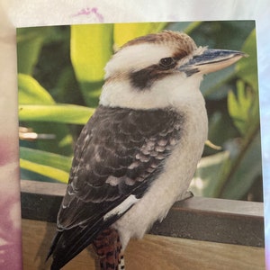 Cartão de aniversário selvagem e punny: Kookaburra