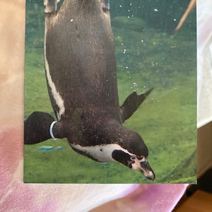 Cartão de aniversário selvagem e punny: pinguim