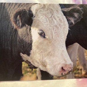 Wild & Punny Birthday Card: Cow